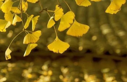 太湖落叶数字寓意揭秘，解读落叶背后的数字密码